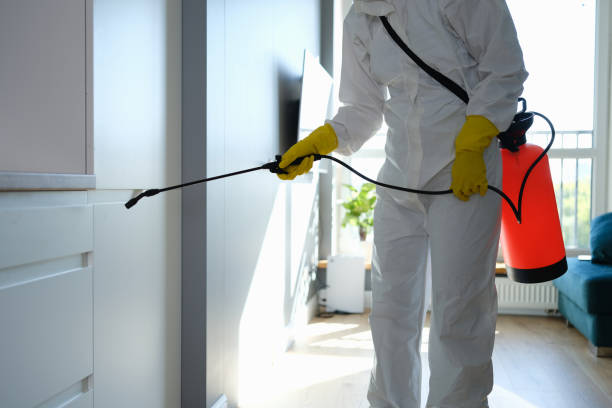 Best Attic Mold Removal  in Seminole Manor, FL