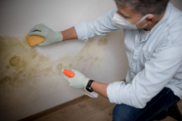 Best Local Mold Removal Service  in Seminole Manor, FL