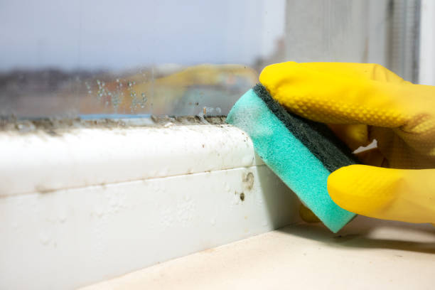Home Mold Removal in Seminole Manor, FL