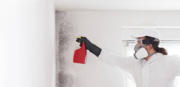 Best Attic Mold Removal  in Seminole Manor, FL
