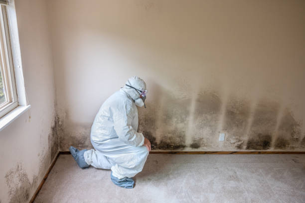 Crawl Space Mold Removal in Seminole Manor, FL