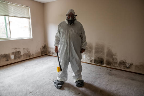 Best Commercial Mold Removal  in Seminole Manor, FL